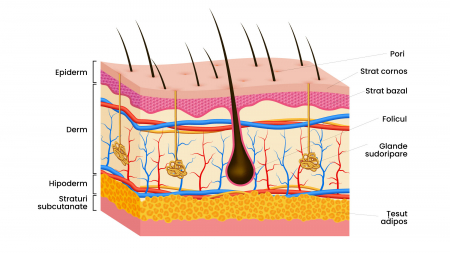 Știința Exfolierii: O privire aprofundată asupra mecanismelor sale
